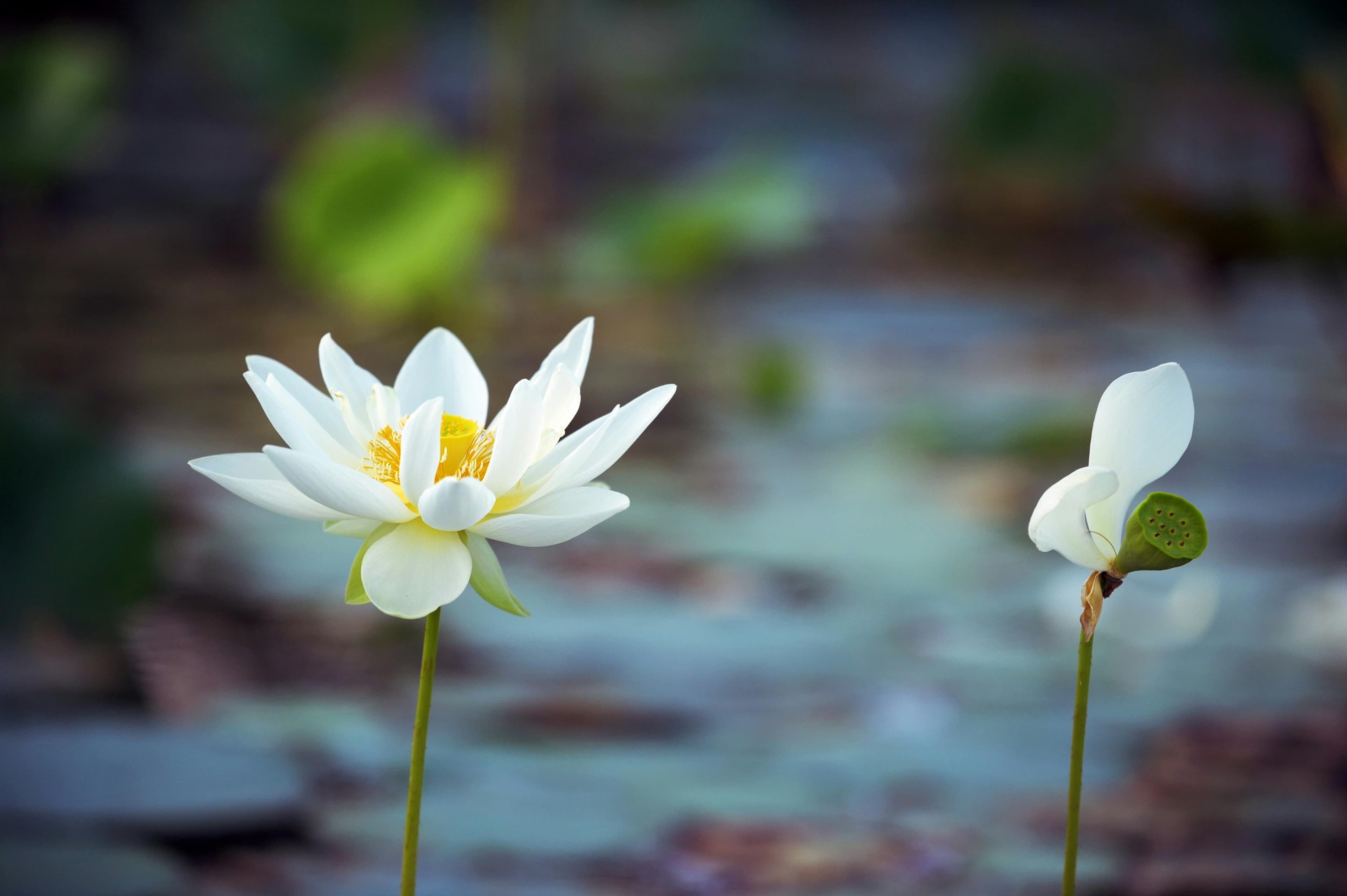 White lotus flower symbolizing purity and enlightenment